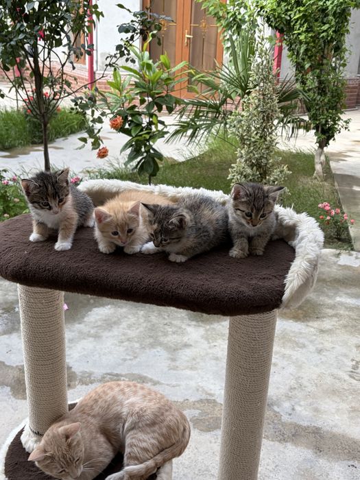 Котенок.