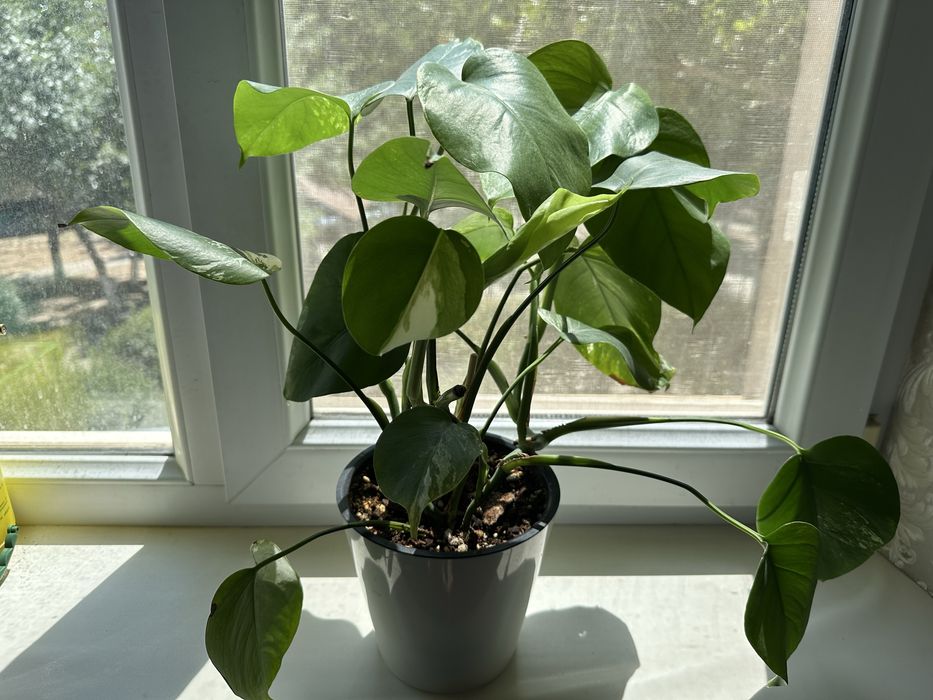 Продам монстеру альба