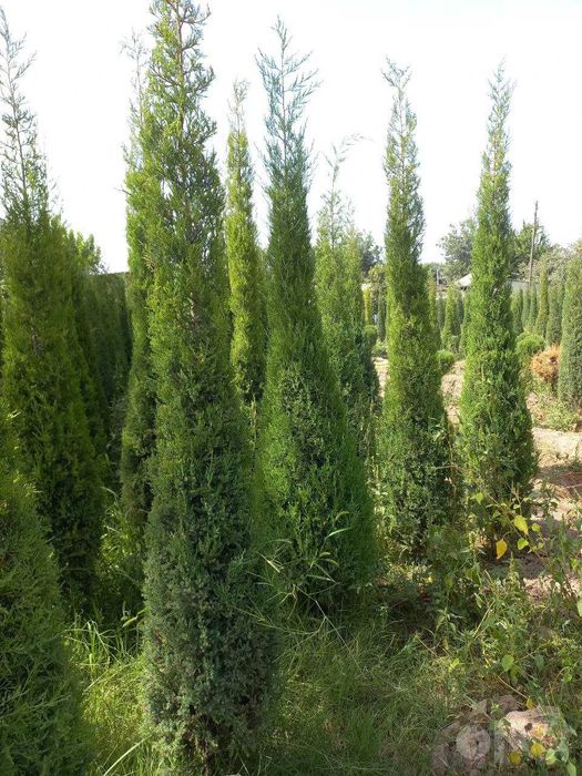 Можжевельник арча кучатлари сотилади