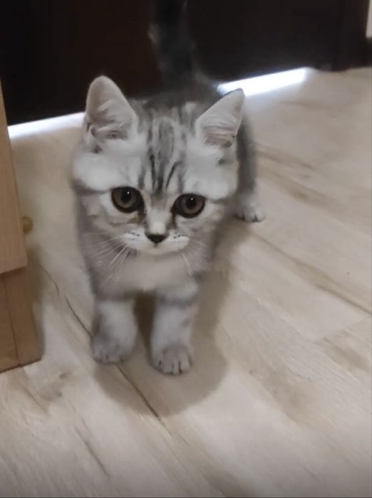 шотландский котенок