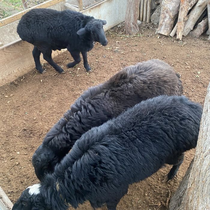 К,азоки куйлар сотилади