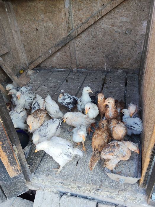 Puii de Casă.Au in jur de 2 luni