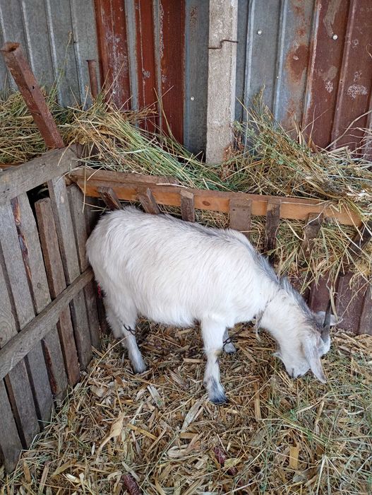 Vând 3 capre tinere