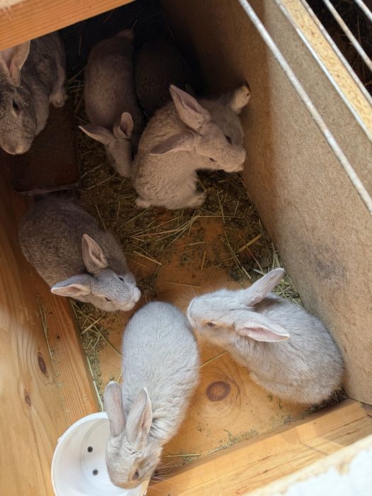 Кролики кролчата