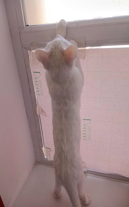 Отдам бесплатно котёнок