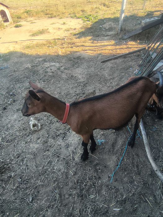 Iezi alpin francez de vânzăre
