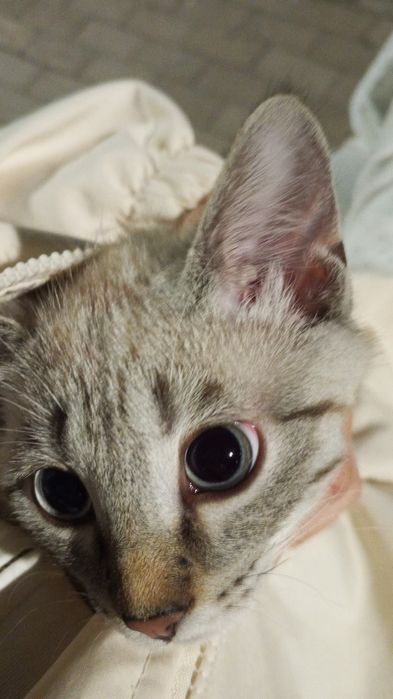 Котёнок на добрые руки