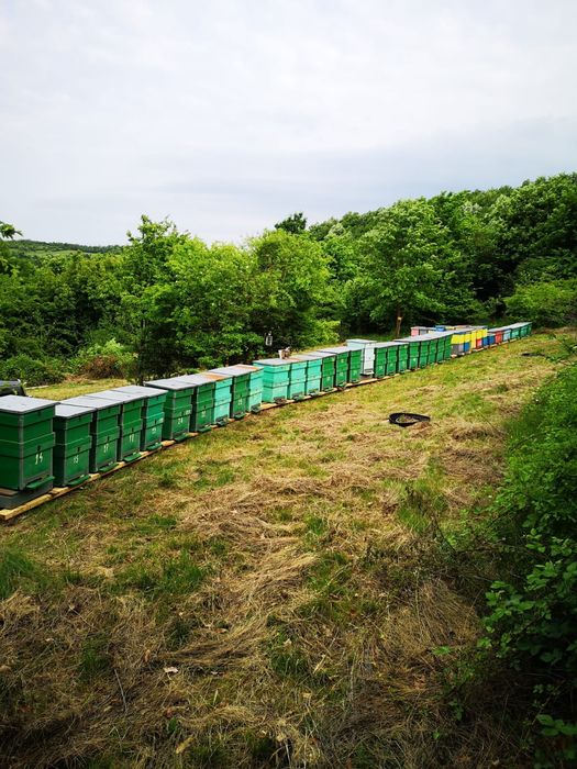 De vanzare familii de albine