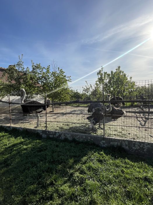 Familie de struti ouatoare