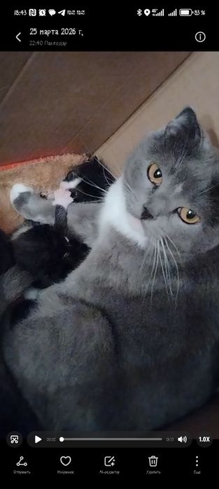 Отдаю котят в хорошие руки.