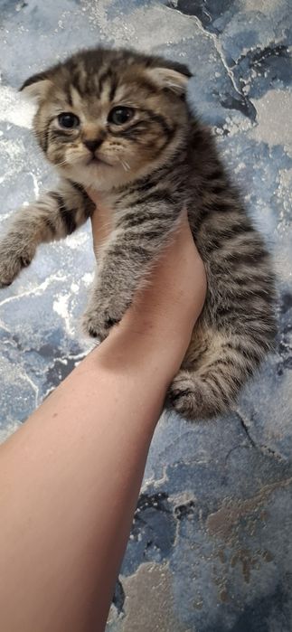 Шотландские вислоушки котята
