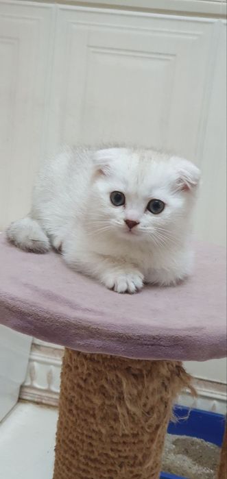 СРОЧНО! Шотландская вислоухая голубо-глазая ,,Скоттиш-фолд'' цена за в