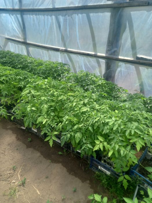 Продам рассаду помидор.