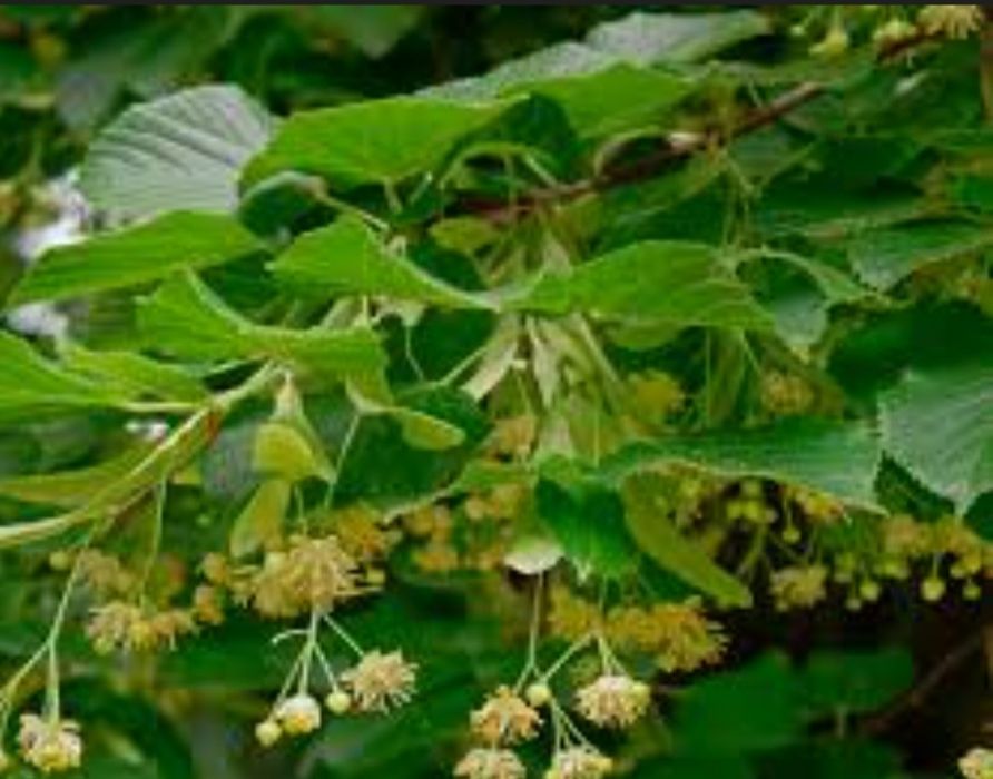 Продаю саженцы липы