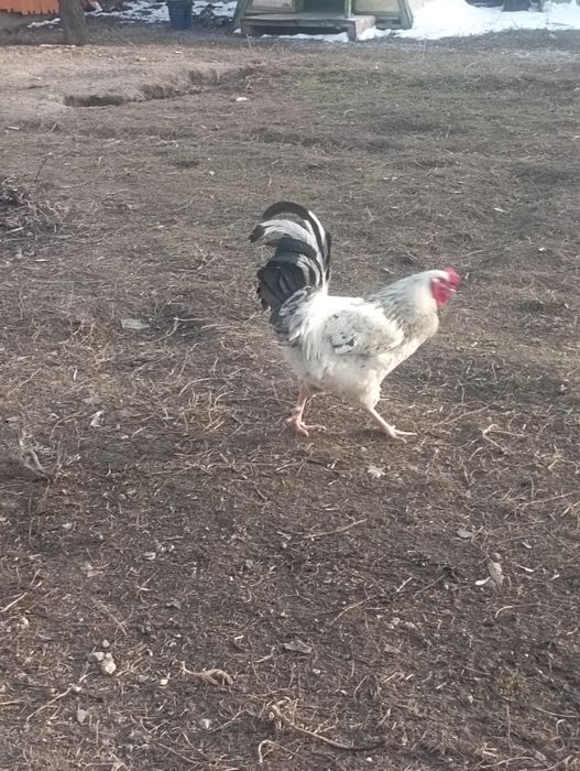 Продам или обменяю Петуха