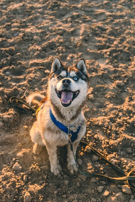 Готов к продаже щенков Хаска