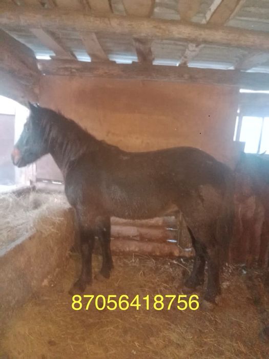 Продам кунана с откорма, стоит 2 месяца