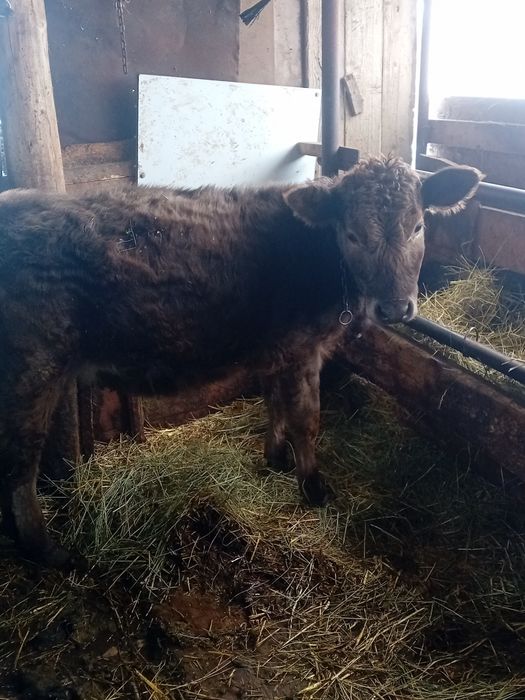 Vând vițea metis angus vârstă 5 luni jumate