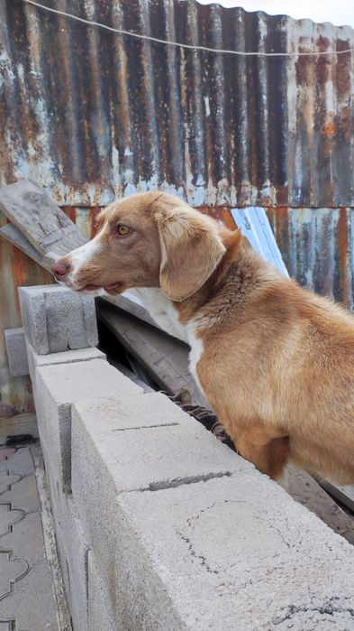 Отдам в добрые руки!