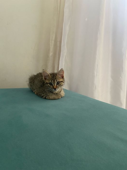 Отдам котенка в добрые руки