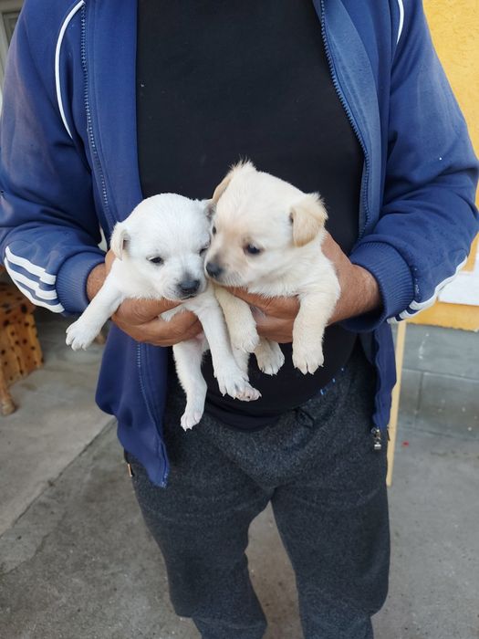 Продавам мини пинчер