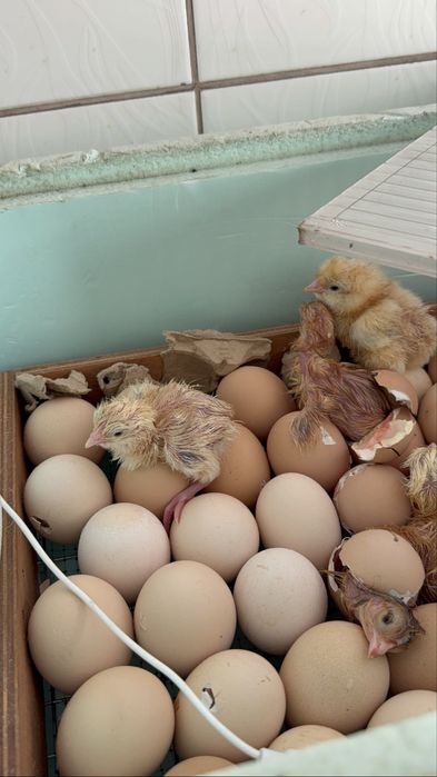 РедБро цыплята РедБро