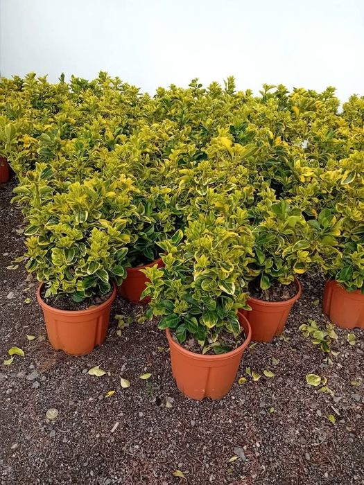 Plante ornamentale