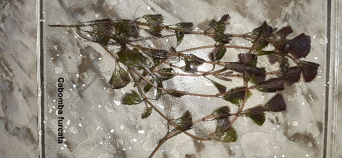 Аквариумни растения