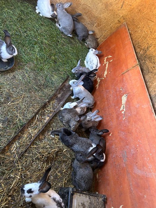 Iepurași de vânzare vârste diferite !