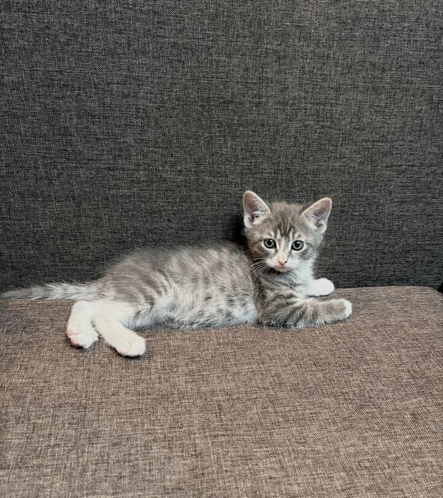 отдам кошечку, девочка