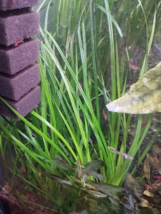 Продам аквариумные растения