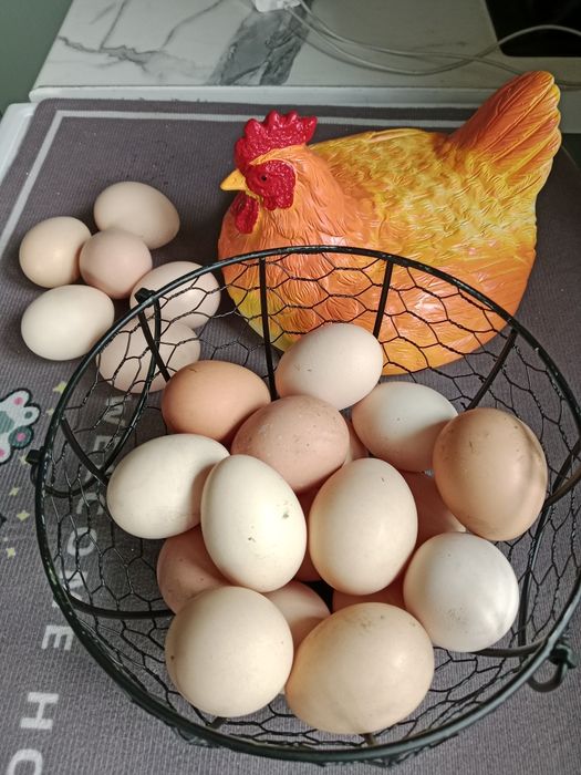 Яйца дакан хороших кровей