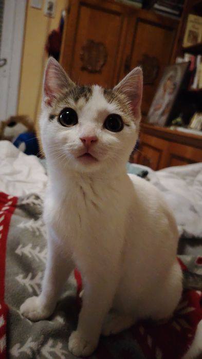 Donez 2 puiuți de pisică