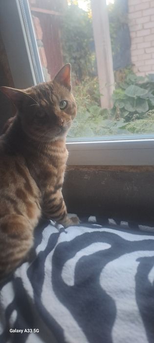 Вязка бенгальского кота