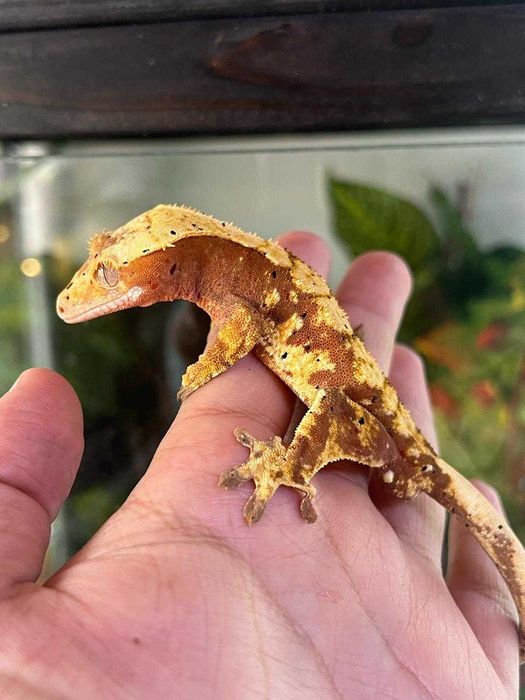 Бананоед реснитчатый