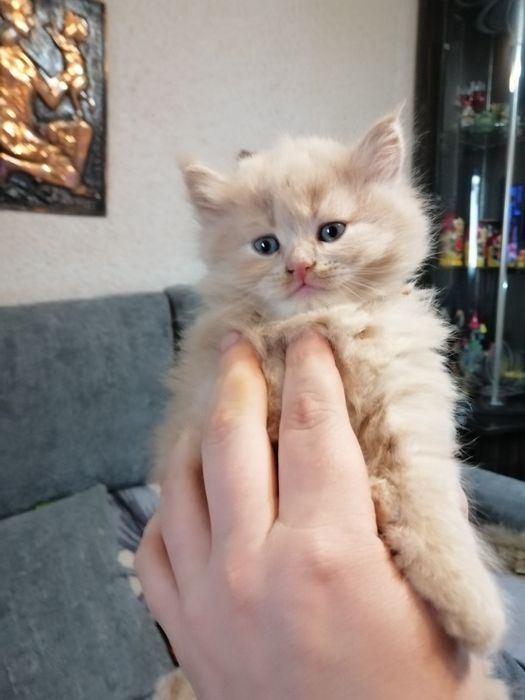 Продаются котята красавчики