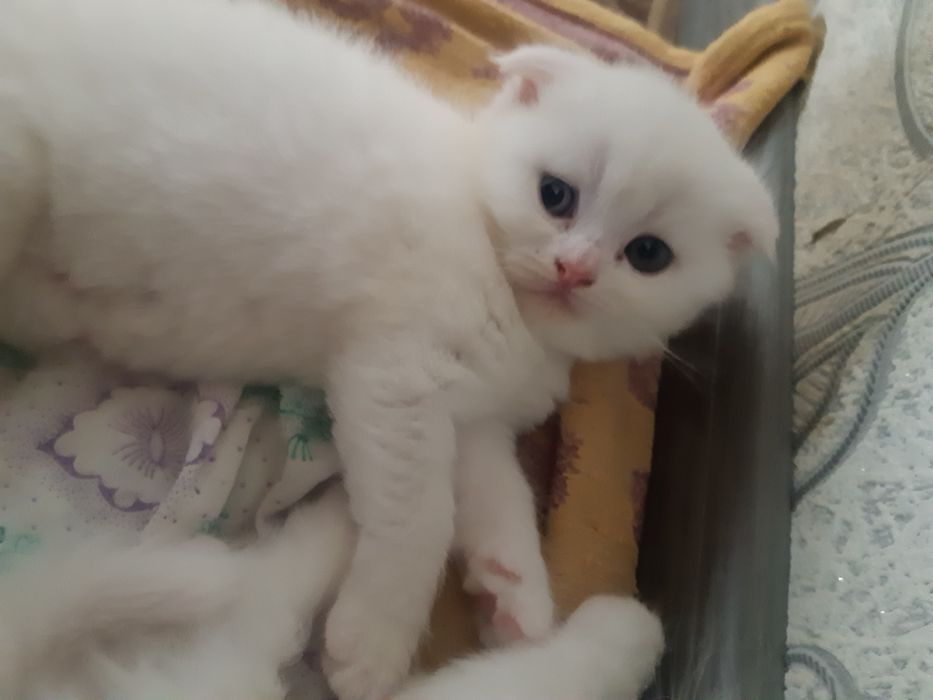 Кот Макс скоттиш страйт на вязку