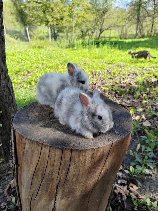 Vând iepuri Cap de leu