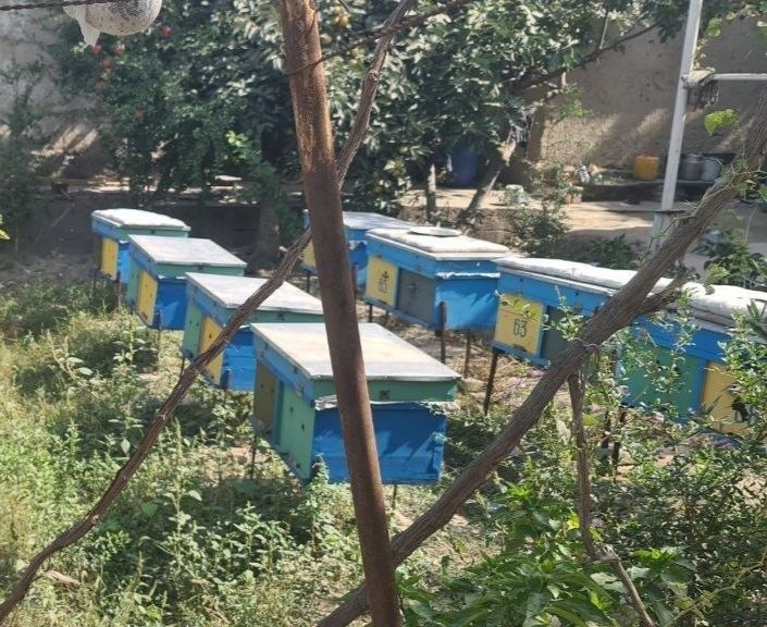 Asal ari yashik uyasi