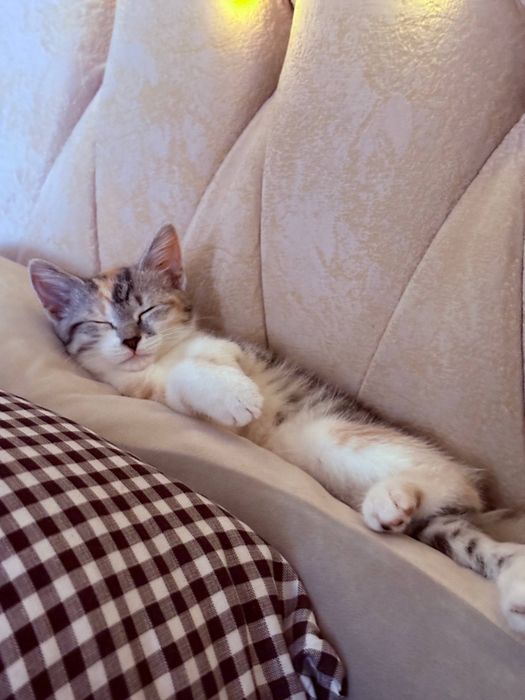 Отдам котенка в добрые руки