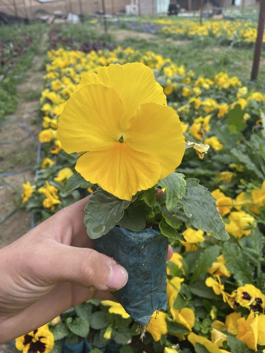 Kapalak gul kochatlari Violla