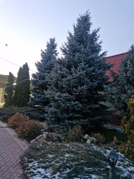 Продам Голубые Ели.высота  примерно 7-8м.