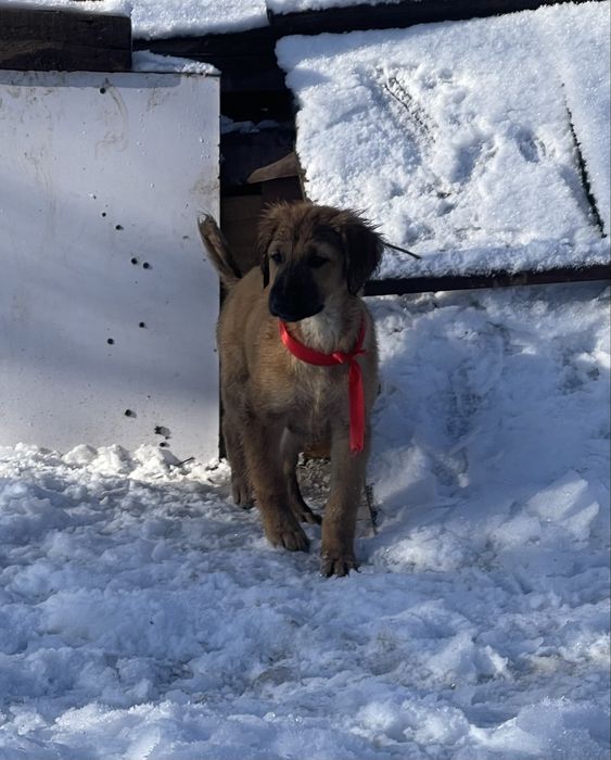 Продам тазы(девочка микс)