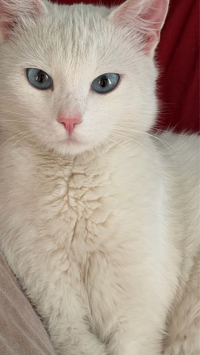 Хороший дом для кошечки