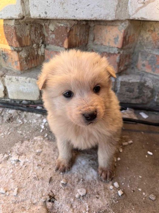 Отдам щенков 2 месяца