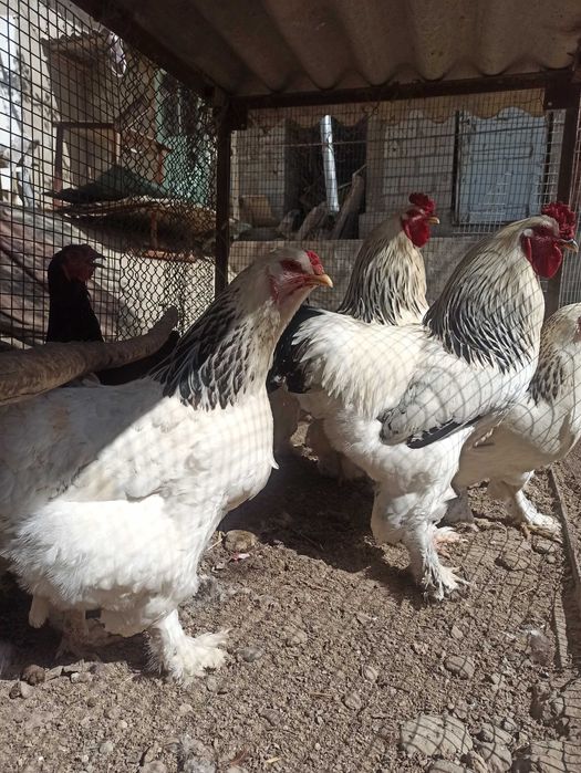 Brama tovuq tuxumlari