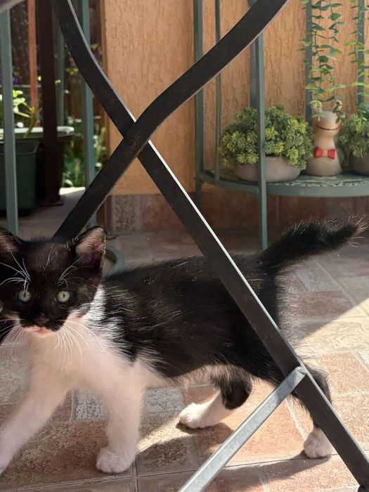 Donatie pui pisica