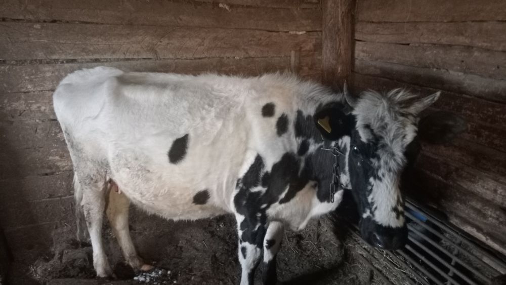 Продам двух годовалую телку