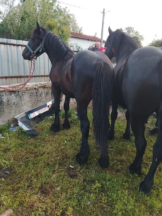 Manz și mânză de vânzarea