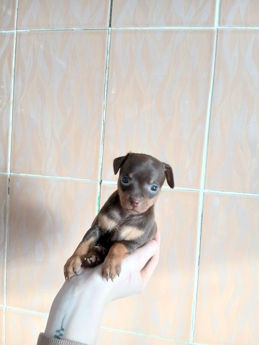 Мини Той Девачка